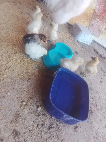 Pintinhos