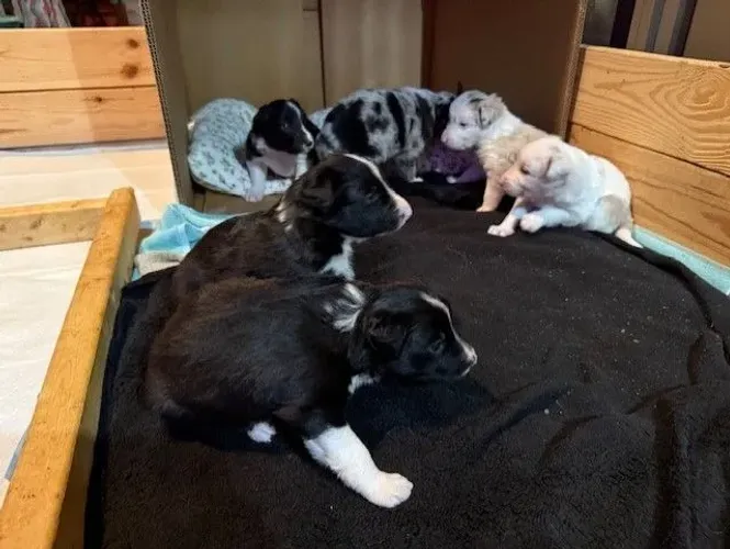 Filhotes de Border Collie | Seu novo melhor amigo está aqui!