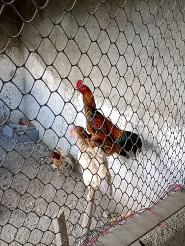 Galo e galinha de raça