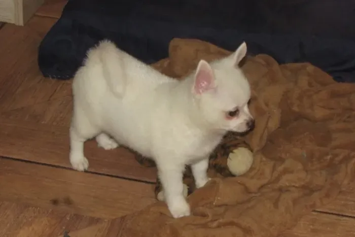 Filhote de chihuahua branco