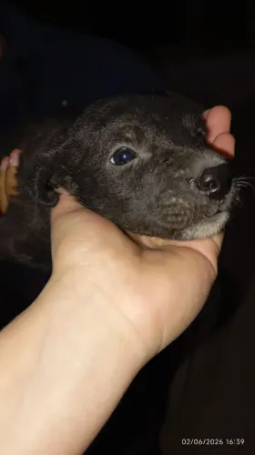 Doação cachorrinha 