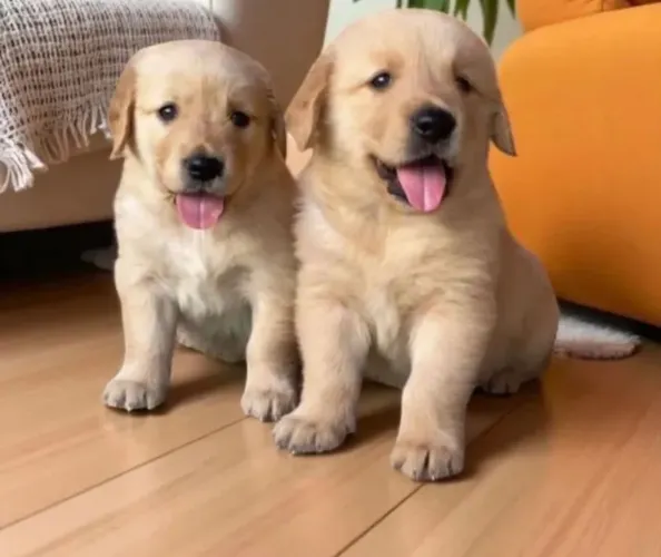 Golden Retriever - Lindos Filhotes