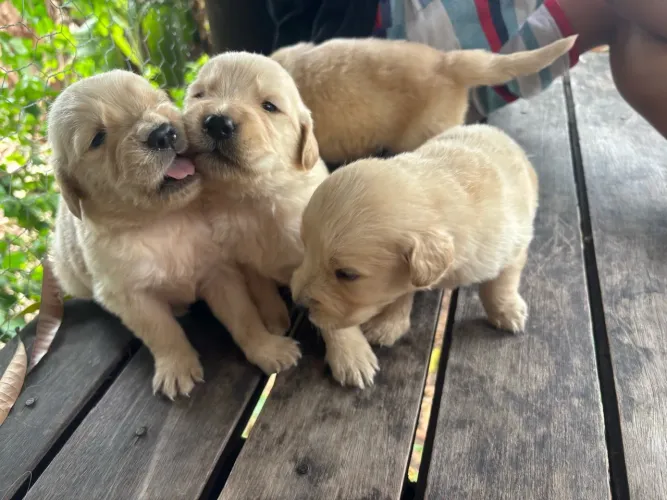 Filhote Golden Retriever