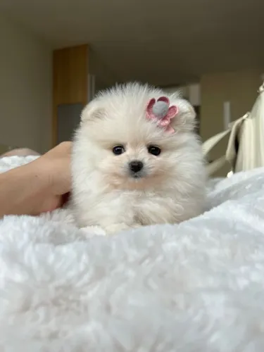 Spitz Alemão Marca Presença Em Grandes Momentos