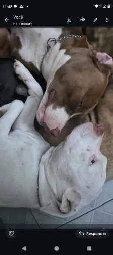 Doação de cão 
