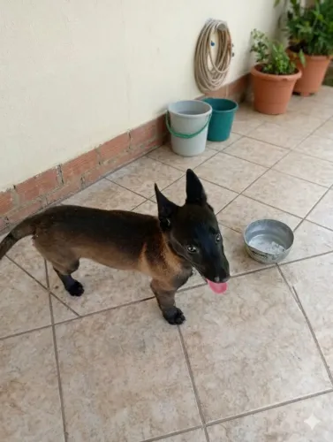 Vendo Filhote de Pastor Malinois
