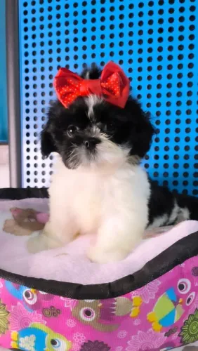 fêmea de shih-tzu 