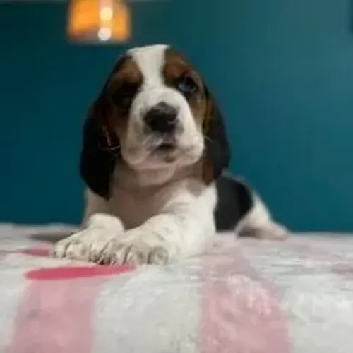 Basset Hound,Basset Hound Filhote Top Padrão da Raça