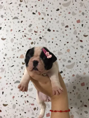 Bulldog frances