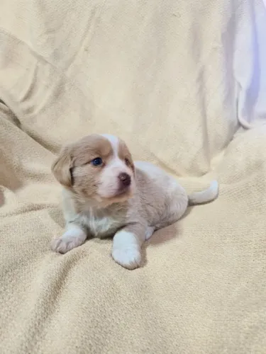 Lindo filhote Cocker Spaniel