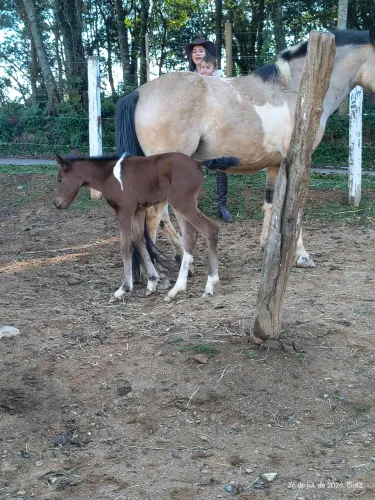 Égua com filhote 