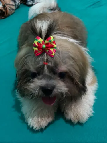 Fêmea 9 meses