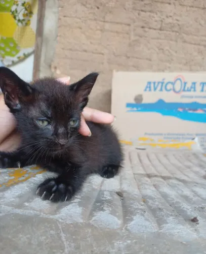 Gatinho pra adoção 