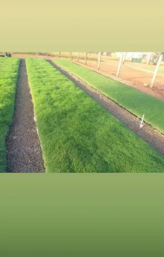 Grama Bermuda celebreition,uma ótima grama para seu jardim!