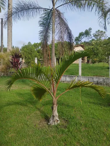Palmeiras a Venda - Flora Olho D'água