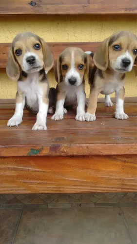 Beagle Fêmea tricolor mini 13 polegadas 