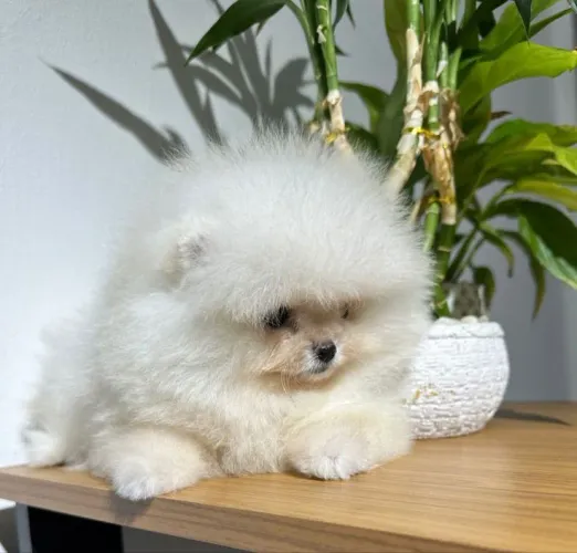 Lulu da Pomerânia 