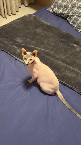 Gato Sphynx