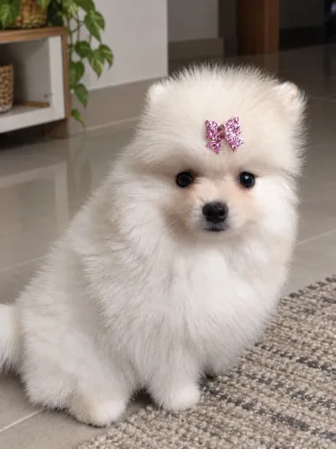 Filhotes Lulu da Pomerania/ Spitz Alemão
