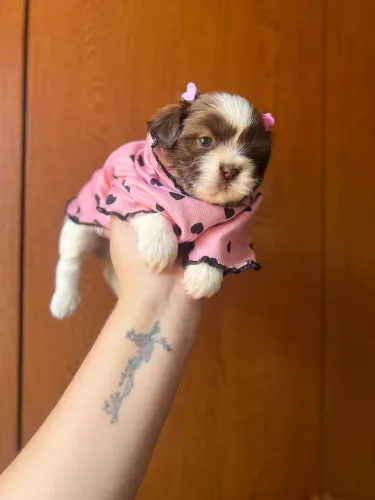 Filhotes shihtzu