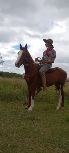 Cavalo cuiudo