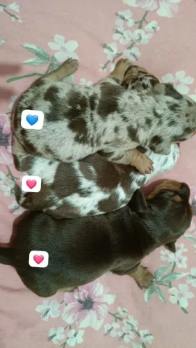 Filhotes salsicha dachshund basset