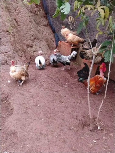 Ganize nanico do pescoço pelado