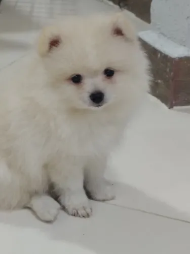 Lindo macho (Spitz Alemão)