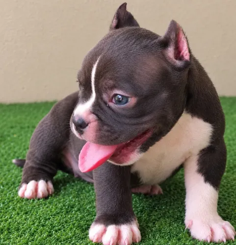 American Bully