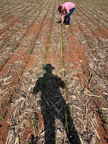 Fazenda  gaúcha Norte Mato Grosso 
