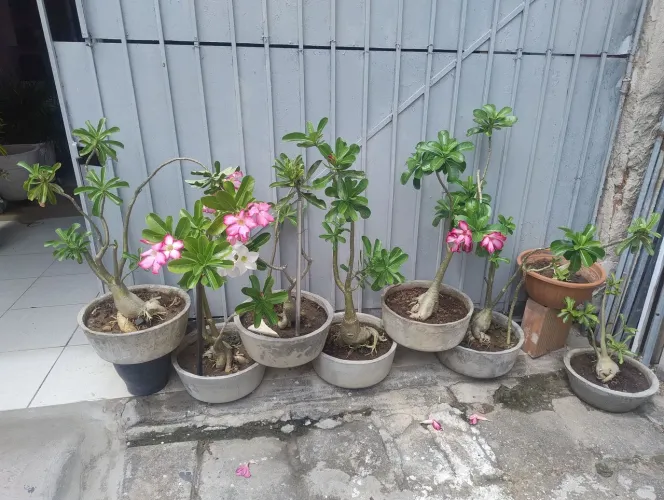 Rosas do Deserto