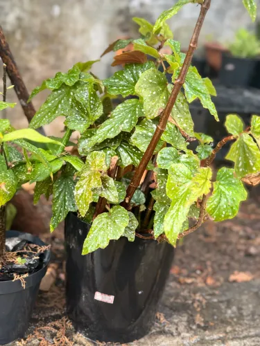 Vendo planta Begônia