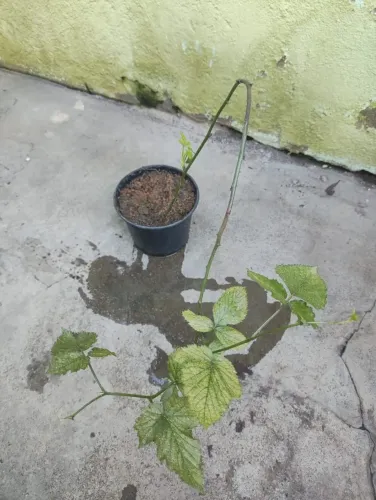 Muda de frutífera amora BRS Xavante sem espinhos