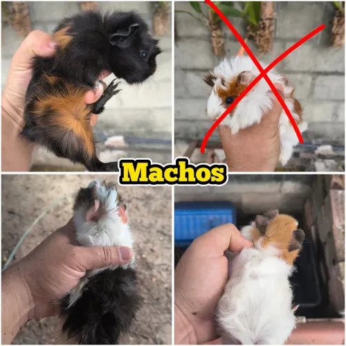 Porquinhos da índia