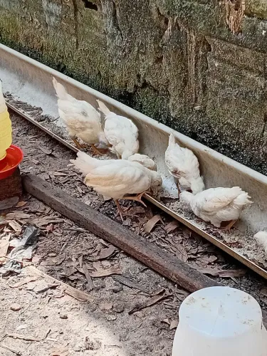 Poedeiras nova gen de ovos azuis