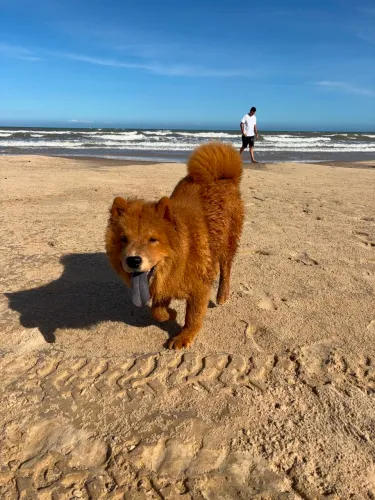 Vendo chow chow