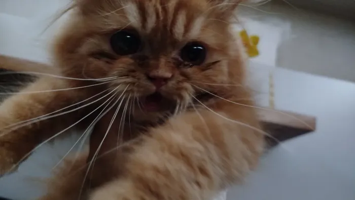 Gato persa