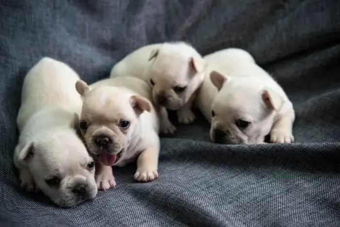 ? Bulldog Francês | Filhotes Prontos para um Novo Lar