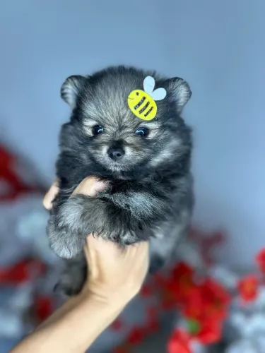 Lulu da Pomerânia