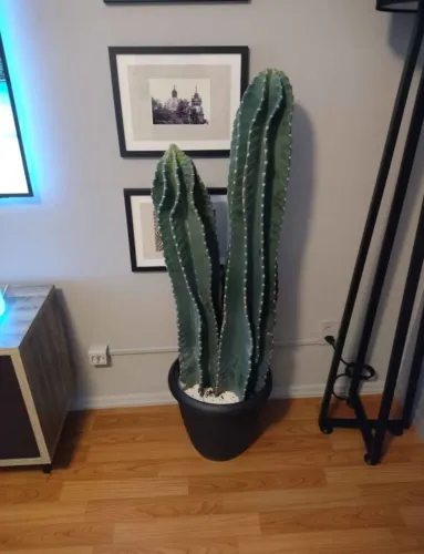 CACTUS NATURAL 1,40 DE ALTURA