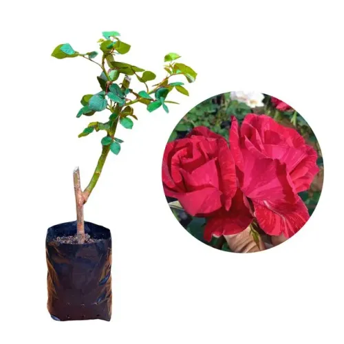 Planta Roseira