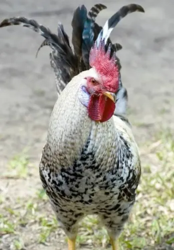 galo