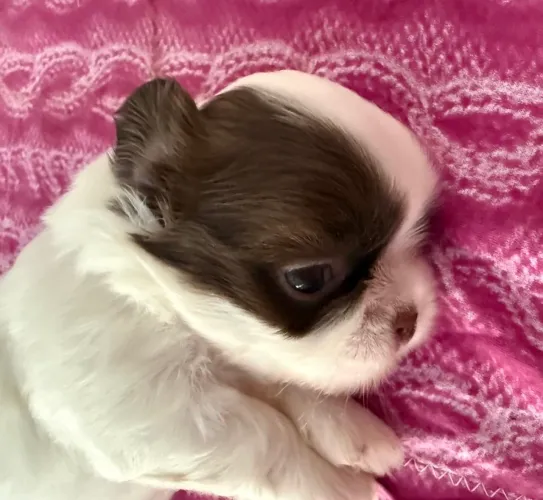 Shihtzu puros