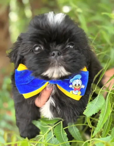Filhote de shih tzu mini