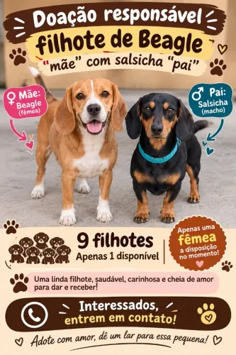 Filhote mix beagle com Dachshund(salsicha)