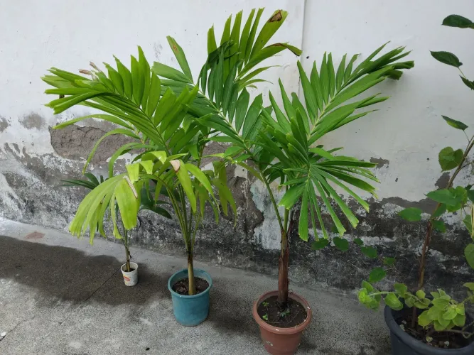 PALMEIRA IMPERIAL FILHOTES E ADULTA