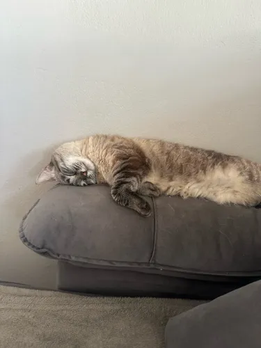 Doação gatinhos