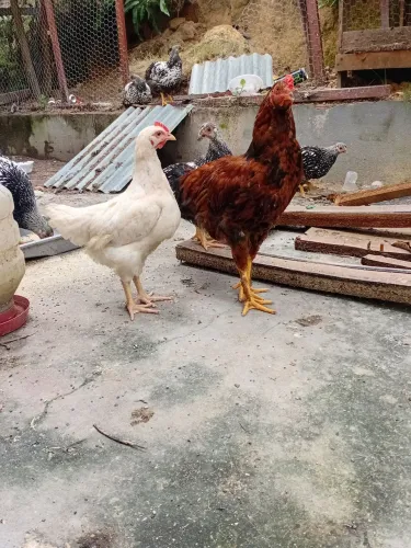 Frangos