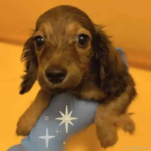 Cãozinho dachshund/teckel/basset/salsicha/cofap olhos azuis e dócil