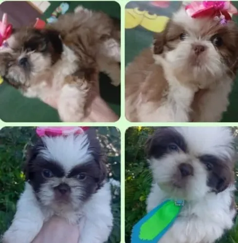 shih tzu varias cores femeas e machos